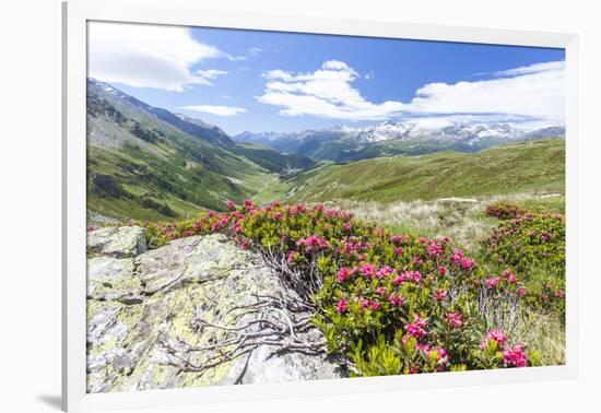 Rhododendrons frame the green alpine landscape, Montespluga, Chiavenna Valley, Valtellina, Italy-Roberto Moiola-Framed Photographic Print