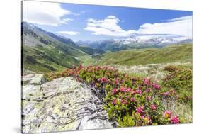 Rhododendrons frame the green alpine landscape, Montespluga, Chiavenna Valley, Valtellina, Italy-Roberto Moiola-Stretched Canvas