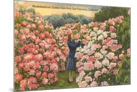 Rhododendrons, Golden Gate Park, San Francisco, California-null-Mounted Art Print