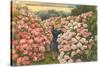 Rhododendrons, Golden Gate Park, San Francisco, California-null-Stretched Canvas