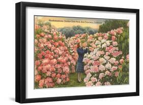 Rhododendrons, Golden Gate Park, San Francisco, California-null-Framed Art Print