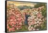 Rhododendrons, Golden Gate Park, San Francisco, California-null-Framed Stretched Canvas