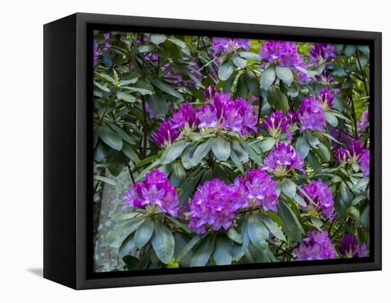 Rhododendrons growing in a forest.-Julie Eggers-Framed Stretched Canvas