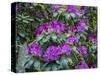 Rhododendrons growing in a forest.-Julie Eggers-Stretched Canvas