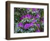 Rhododendrons growing in a forest.-Julie Eggers-Framed Photographic Print