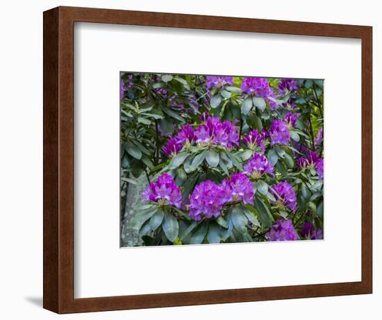 Rhododendrons growing in a forest.-Julie Eggers-Framed Photographic Print