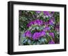 Rhododendrons growing in a forest.-Julie Eggers-Framed Photographic Print