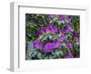 Rhododendrons growing in a forest.-Julie Eggers-Framed Photographic Print