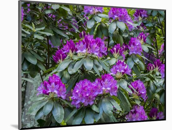 Rhododendrons growing in a forest.-Julie Eggers-Mounted Photographic Print