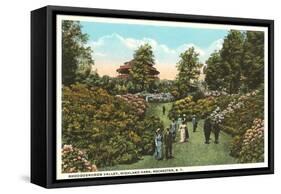 Rhododendrons, Highland Park, Rochester, New York-null-Framed Stretched Canvas