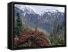 Rhododendrons in Bloom, Dhaula Dhar Range of the Western Himalayas, Himachal Pradesh, India-David Poole-Framed Stretched Canvas