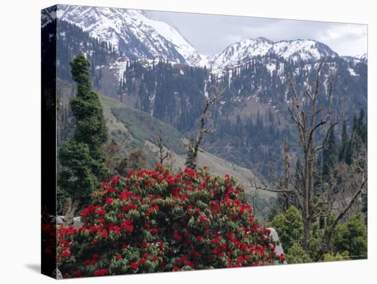 Rhododendrons in Bloom, Dhaula Dhar Range of the Western Himalayas, Himachal Pradesh, India-David Poole-Stretched Canvas