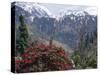 Rhododendrons in Bloom, Dhaula Dhar Range of the Western Himalayas, Himachal Pradesh, India-David Poole-Stretched Canvas