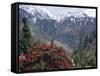 Rhododendrons in Bloom, Dhaula Dhar Range of the Western Himalayas, Himachal Pradesh, India-David Poole-Framed Stretched Canvas