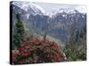 Rhododendrons in Bloom, Dhaula Dhar Range of the Western Himalayas, Himachal Pradesh, India-David Poole-Stretched Canvas