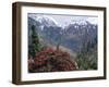 Rhododendrons in Bloom, Dhaula Dhar Range of the Western Himalayas, Himachal Pradesh, India-David Poole-Framed Photographic Print