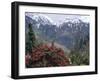 Rhododendrons in Bloom, Dhaula Dhar Range of the Western Himalayas, Himachal Pradesh, India-David Poole-Framed Photographic Print