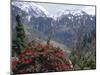 Rhododendrons in Bloom, Dhaula Dhar Range of the Western Himalayas, Himachal Pradesh, India-David Poole-Mounted Photographic Print