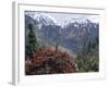 Rhododendrons in Bloom, Dhaula Dhar Range of the Western Himalayas, Himachal Pradesh, India-David Poole-Framed Photographic Print