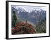 Rhododendrons in Bloom, Dhaula Dhar Range of the Western Himalayas, Himachal Pradesh, India-David Poole-Framed Photographic Print