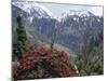 Rhododendrons in Bloom, Dhaula Dhar Range of the Western Himalayas, Himachal Pradesh, India-David Poole-Mounted Photographic Print