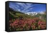 Rhododendrons in Bloom Surrounded by Green Meadows, Orobie Alps, Arigna Valley, Sondrio, Valtellina-Roberto Moiola-Framed Stretched Canvas