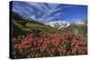 Rhododendrons in Bloom Surrounded by Green Meadows, Orobie Alps, Arigna Valley, Sondrio, Valtellina-Roberto Moiola-Stretched Canvas