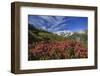 Rhododendrons in Bloom Surrounded by Green Meadows, Orobie Alps, Arigna Valley, Sondrio, Valtellina-Roberto Moiola-Framed Photographic Print