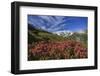 Rhododendrons in Bloom Surrounded by Green Meadows, Orobie Alps, Arigna Valley, Sondrio, Valtellina-Roberto Moiola-Framed Photographic Print