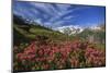 Rhododendrons in Bloom Surrounded by Green Meadows, Orobie Alps, Arigna Valley, Sondrio, Valtellina-Roberto Moiola-Mounted Photographic Print