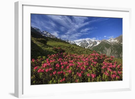 Rhododendrons in Bloom Surrounded by Green Meadows, Orobie Alps, Arigna Valley, Sondrio, Valtellina-Roberto Moiola-Framed Photographic Print