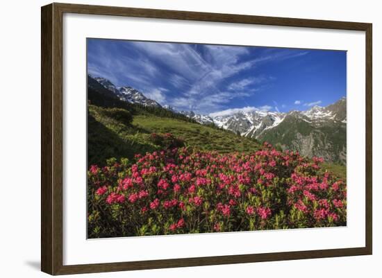 Rhododendrons in Bloom Surrounded by Green Meadows, Orobie Alps, Arigna Valley, Sondrio, Valtellina-Roberto Moiola-Framed Photographic Print