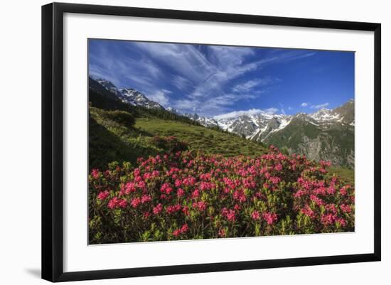 Rhododendrons in Bloom Surrounded by Green Meadows, Orobie Alps, Arigna Valley, Sondrio, Valtellina-Roberto Moiola-Framed Photographic Print