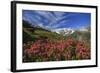 Rhododendrons in Bloom Surrounded by Green Meadows, Orobie Alps, Arigna Valley, Sondrio, Valtellina-Roberto Moiola-Framed Photographic Print