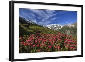 Rhododendrons in Bloom Surrounded by Green Meadows, Orobie Alps, Arigna Valley, Sondrio, Valtellina-Roberto Moiola-Framed Photographic Print