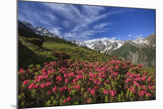 Rhododendrons in Bloom Surrounded by Green Meadows, Orobie Alps, Arigna Valley, Sondrio, Valtellina-Roberto Moiola-Mounted Photographic Print