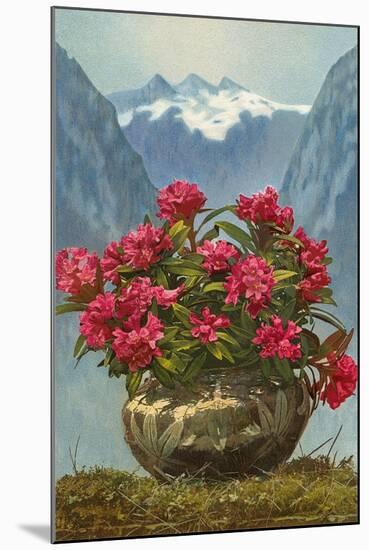 Rhododendrons in Pot by Mountains-null-Mounted Art Print