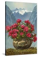 Rhododendrons in Pot by Mountains-null-Stretched Canvas