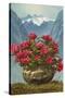 Rhododendrons in Pot by Mountains-null-Stretched Canvas