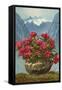 Rhododendrons in Pot by Mountains-null-Framed Stretched Canvas