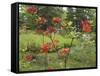 Rhododendrons, New Brunswick, Canada-Ellen Anon-Framed Stretched Canvas