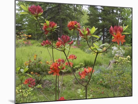 Rhododendrons, New Brunswick, Canada-Ellen Anon-Mounted Photographic Print