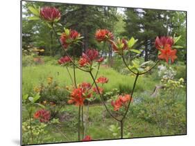 Rhododendrons, New Brunswick, Canada-Ellen Anon-Mounted Photographic Print
