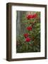 Rhododendrons, Portland Japanese Garden, Portland, Oregon, Usa-Michel Hersen-Framed Photographic Print