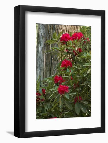 Rhododendrons, Portland Japanese Garden, Portland, Oregon, Usa-Michel Hersen-Framed Photographic Print