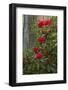 Rhododendrons, Portland Japanese Garden, Portland, Oregon, Usa-Michel Hersen-Framed Photographic Print