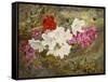 Rhododendrons with Bumble-Bee on an Ivy-Clad Ledge-Thomas Worsey-Framed Stretched Canvas