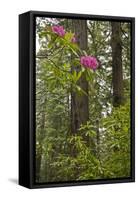 Rhododendrons with Coast Redwood trees, Redwood NP, California, USA-Jerry Ginsberg-Framed Stretched Canvas