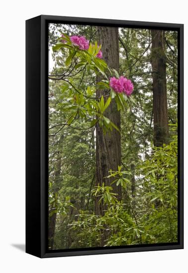 Rhododendrons with Coast Redwood trees, Redwood NP, California, USA-Jerry Ginsberg-Framed Stretched Canvas