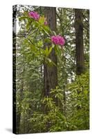Rhododendrons with Coast Redwood trees, Redwood NP, California, USA-Jerry Ginsberg-Stretched Canvas